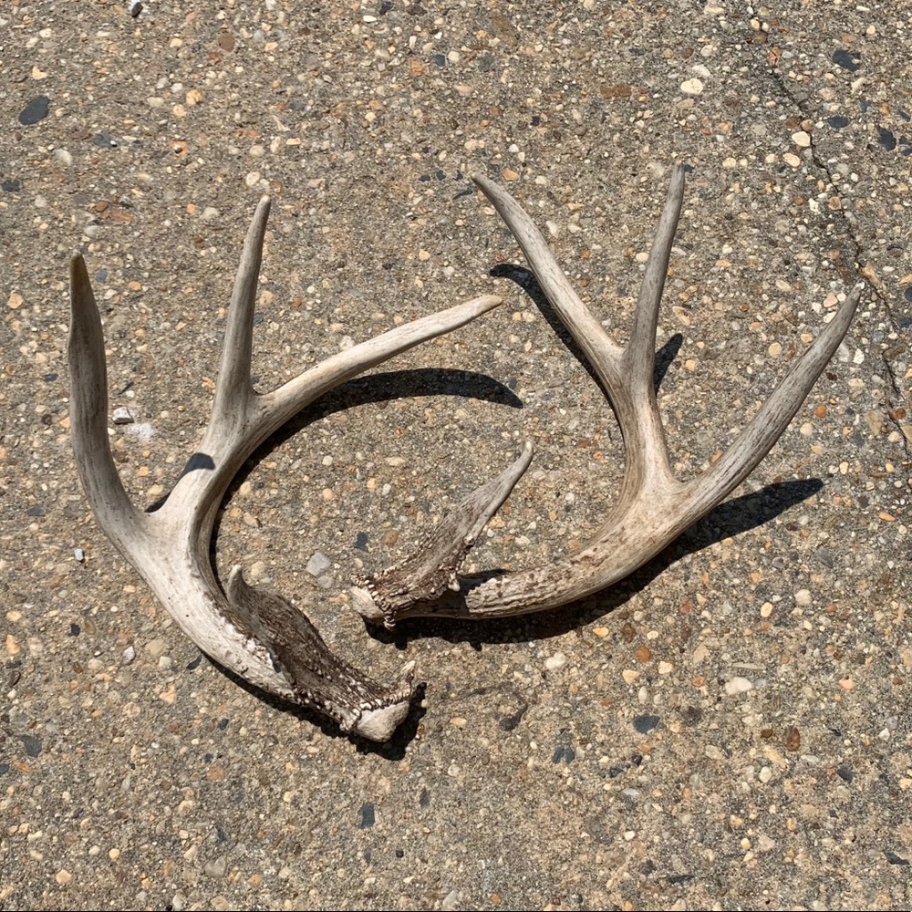 ANTLERS FOR THE GOLDEN 🥰